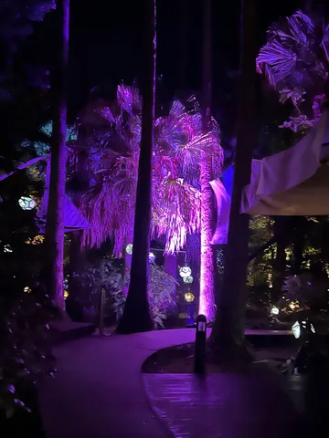 夜の庭に浮かぶ紫の風景