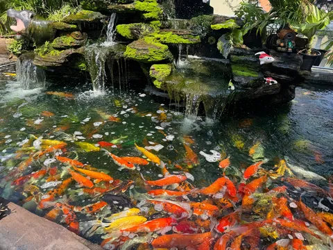 水辺のカラフル金魚ショー