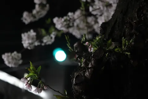 夜の樹に咲く小さな春