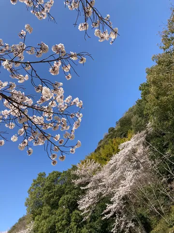 空と桜、山のグラデーション