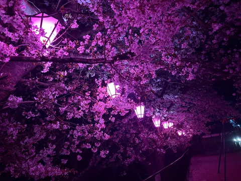 紫に染まる夜桜並木