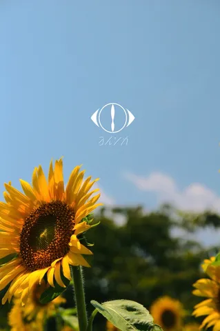 青空とひまわりのコントラスト