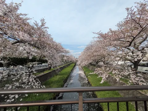 桜並木と春の水路