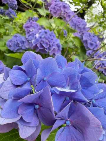 紫陽花の青い宝石