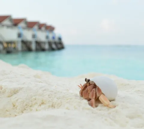 hermit crab's journey