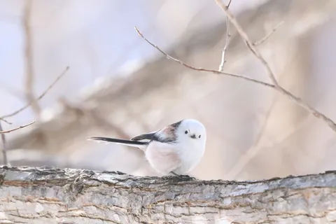 枝にとまる白い小鳥