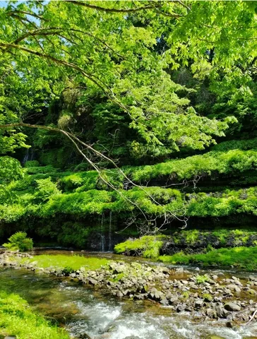 緑滴る、癒やしの滝。