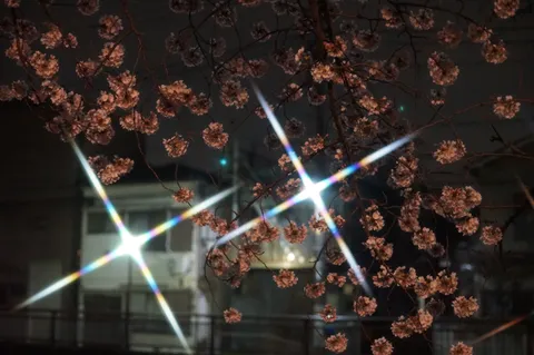 夜桜にきらめく光の魔法
