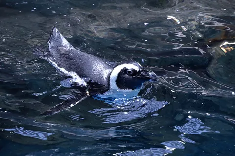 水中をクールに泳ぐペンギン