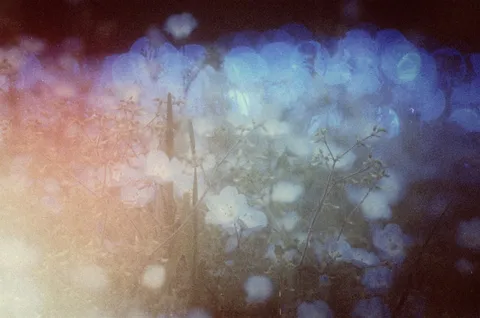 幻想的な光の花畑
