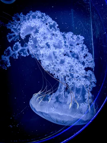 青い宇宙を漂うクラゲ