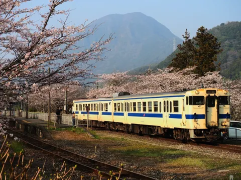 桜並木をゆくローカル線