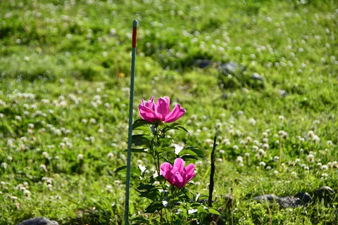 野に咲く情熱の赤