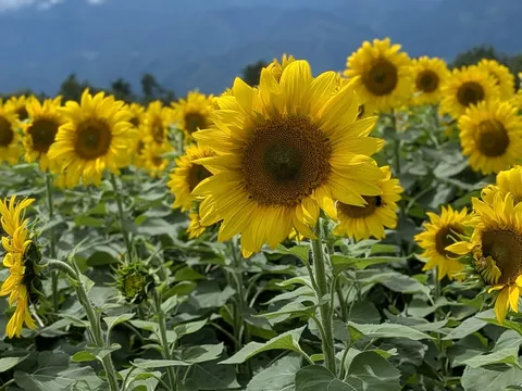 ひまわり畑の輝き