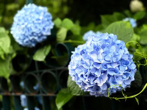 雨粒きらめく、紫陽花の青