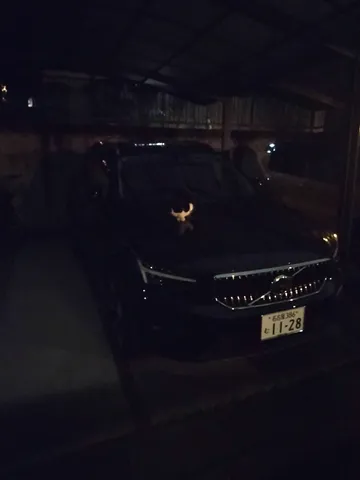 夜の駐車場に現れた謎の生命体