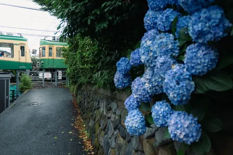 紫陽花と旅情、電車の記憶
