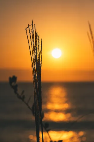 夕陽に照らされた一本の草