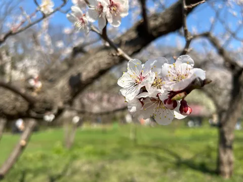 春の訪れ、桜色の息吹
