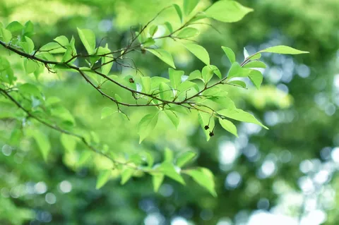 新緑の静かな息吹