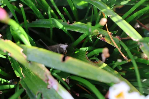 草むらの守り神、カマキリ