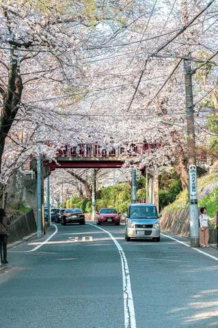 桜のトンネルと赤い橋