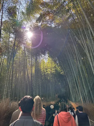 陽光差し込む竹林の道