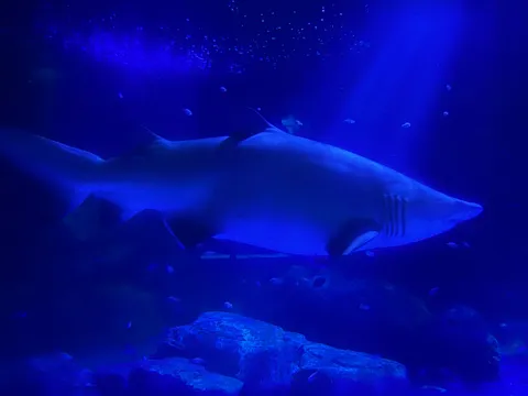 静寂を纏う、青き深海の主