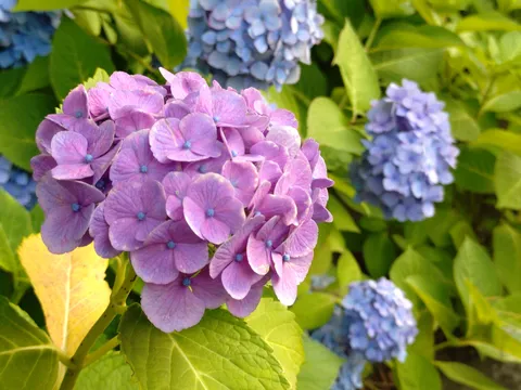 紫陽花の優しいグラデーション