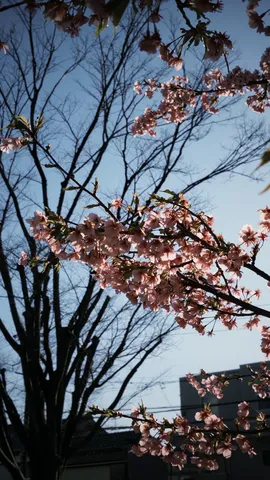 青空に映える桜と枝