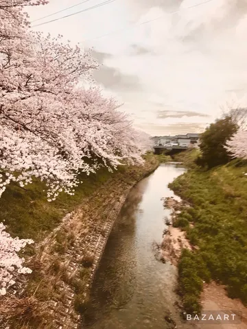 川沿いの桜並木、春の訪れ