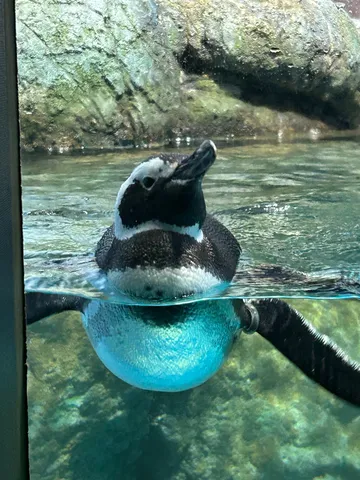水面を覗く青い旅人