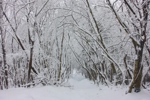 静寂の雪の回廊