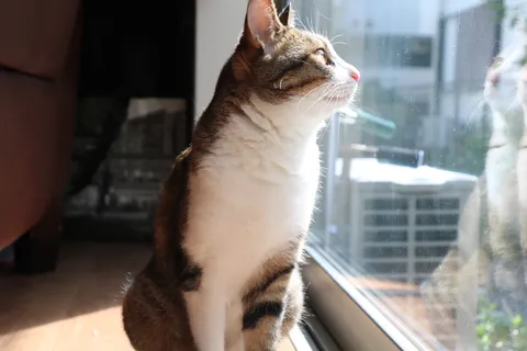 窓辺の光と猫の視線