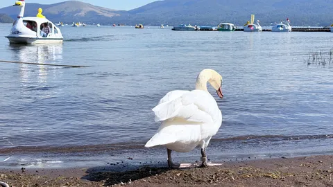 湖畔の白鳥と風景