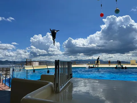 躍動するシャチと青い空