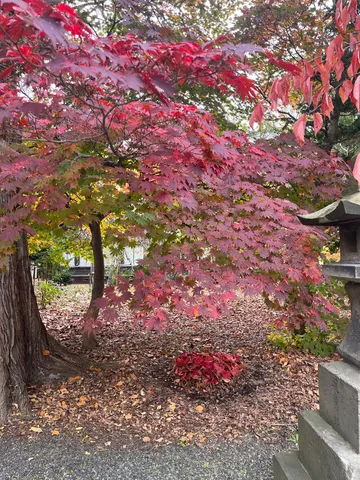 紅葉の隙間に秋の気配