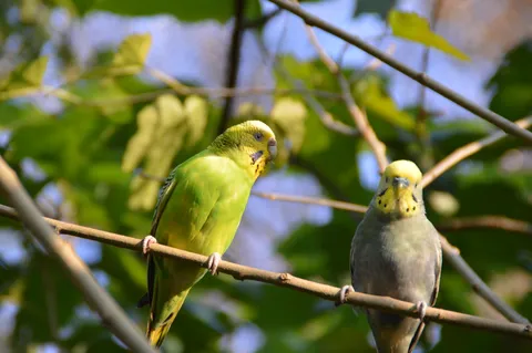 インコたちの秘密会議