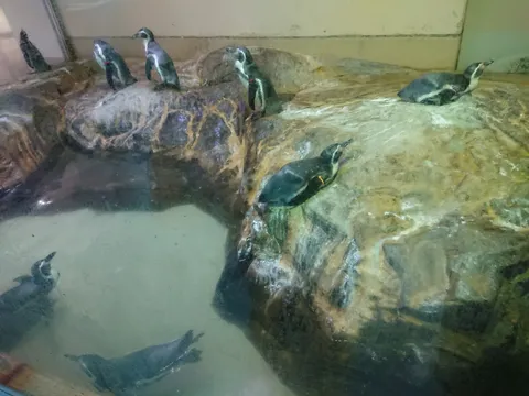 ペンギンたちの水辺の休日