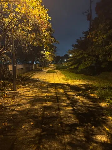夜の公園歩道に揺れる金色