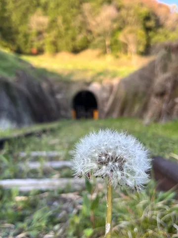 風景に溶ける綿毛の旅