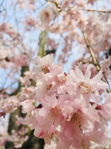 桜の光景に揺れる花房