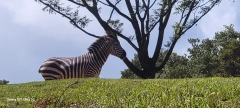 木陰でくつろぐシマウマ