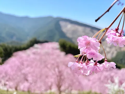 山を背負う桜の余韻