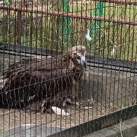 鉄格子越しの猛禽
