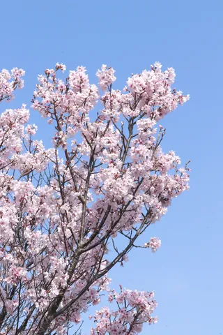 青空に咲き誇る桜色のモフモフ