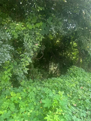 緑深まる、木漏れ日の小道