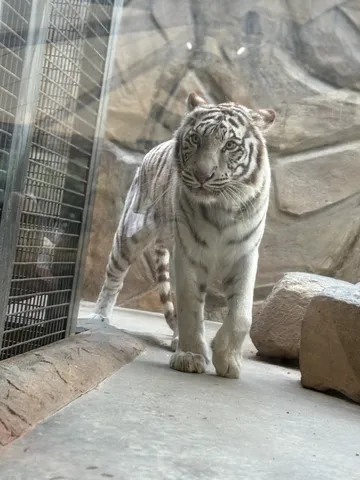 静謐なる白虎、檻の中の矜持