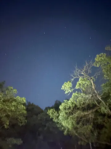 星降る夜空と木々の囁き