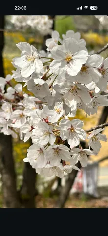 満開の桜、春の訪れ